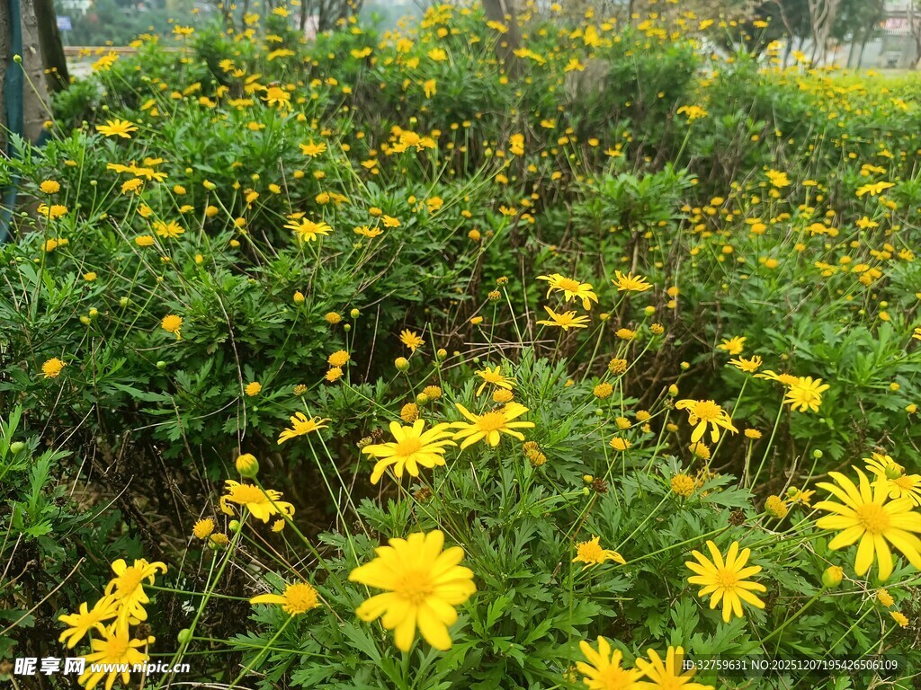 金黄小花绽放绿意丛中