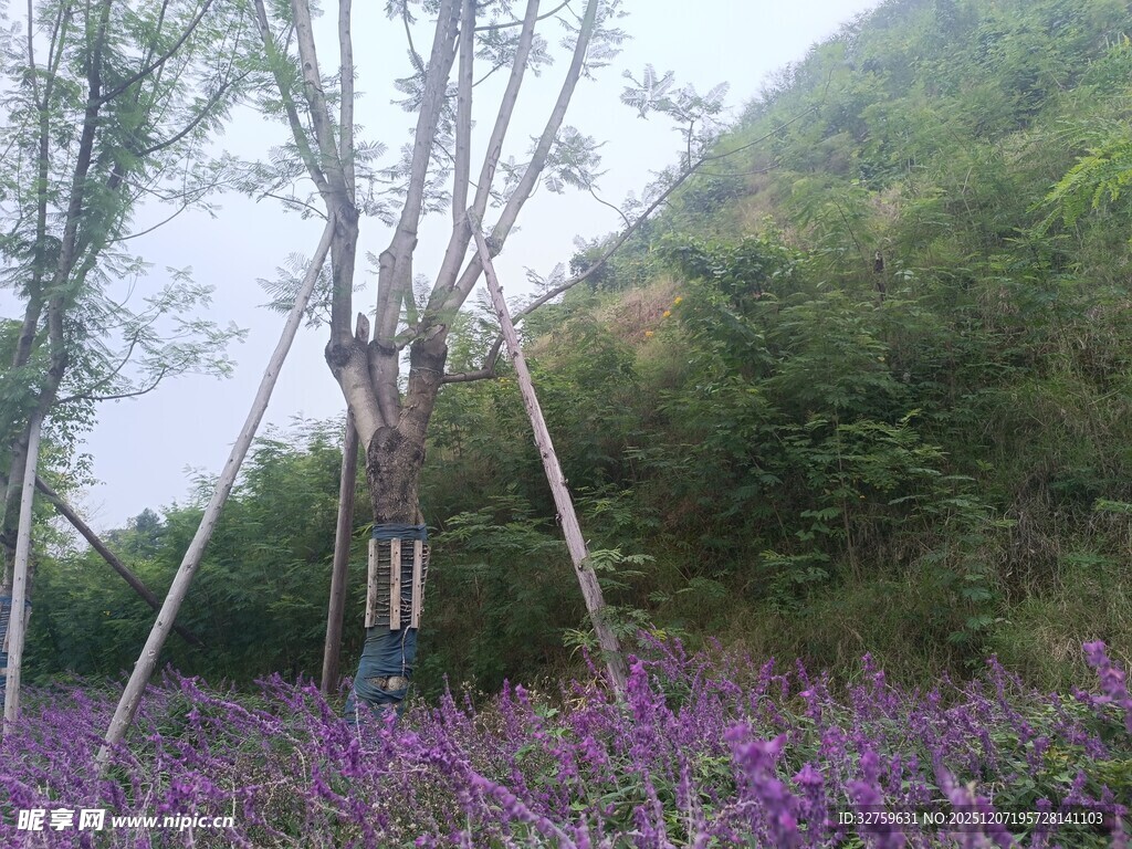 紫色花海中的树木景观