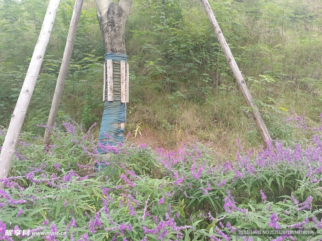 山林中紫色花丛与木桩