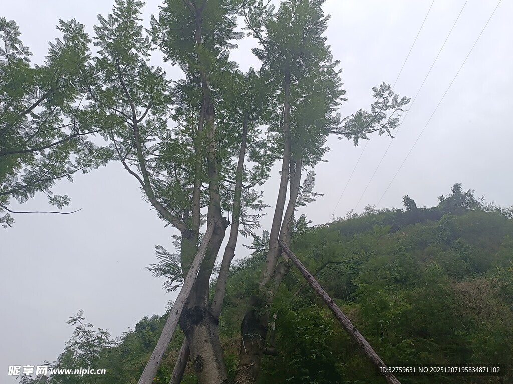 山间木梯旁的葱郁树木