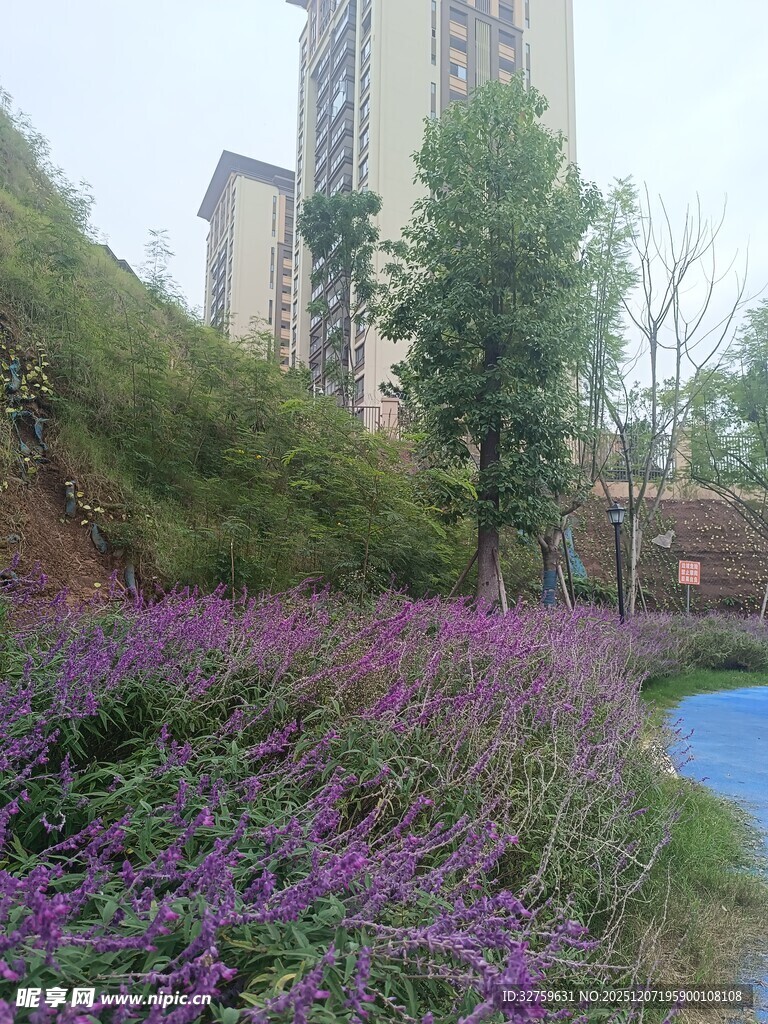城市中绽放的紫色花卉景观