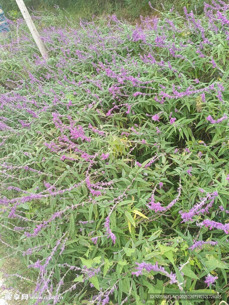 紫色花卉植物特写