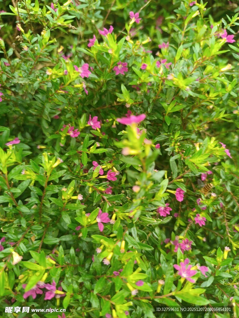 绿叶丛中绽放的粉色小花