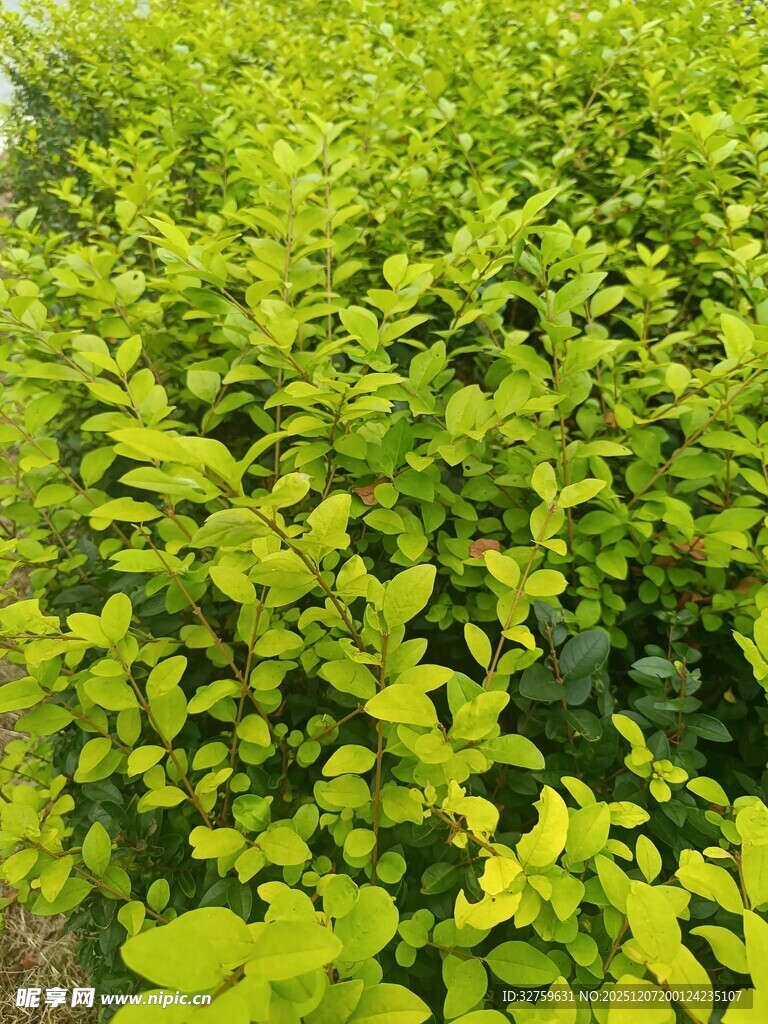 翠绿繁茂的灌木植物