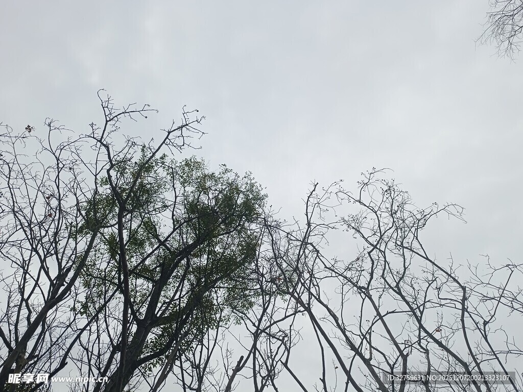 冬日枯树枝顶一抹绿意