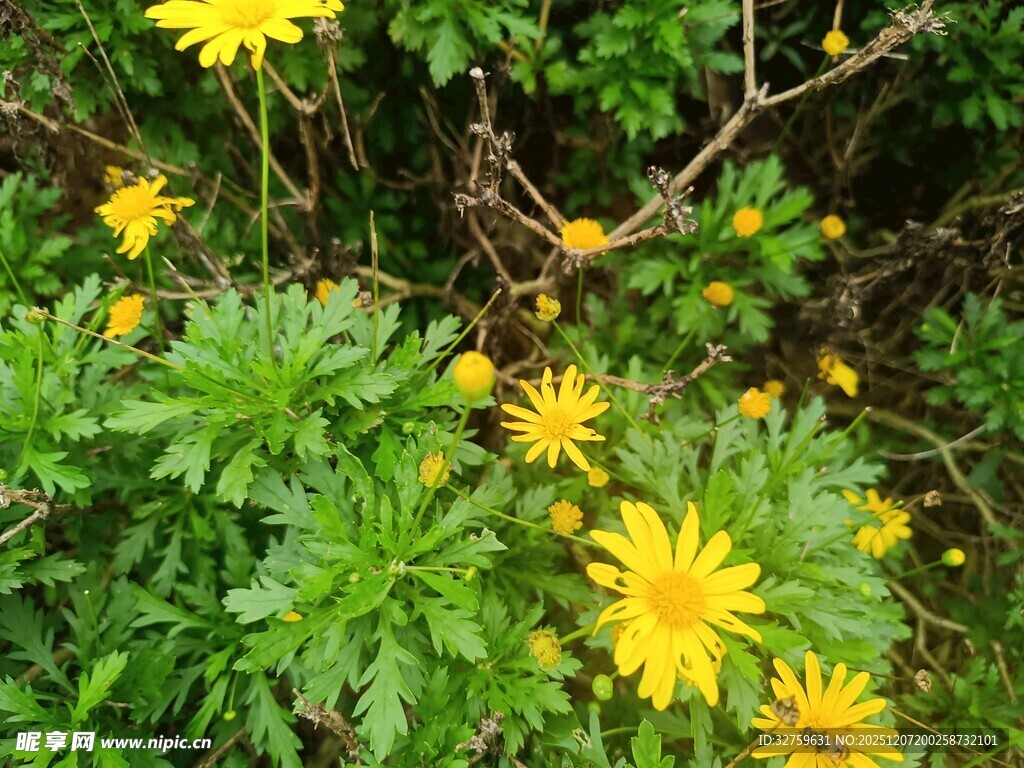 黄色小花绽放于绿叶间