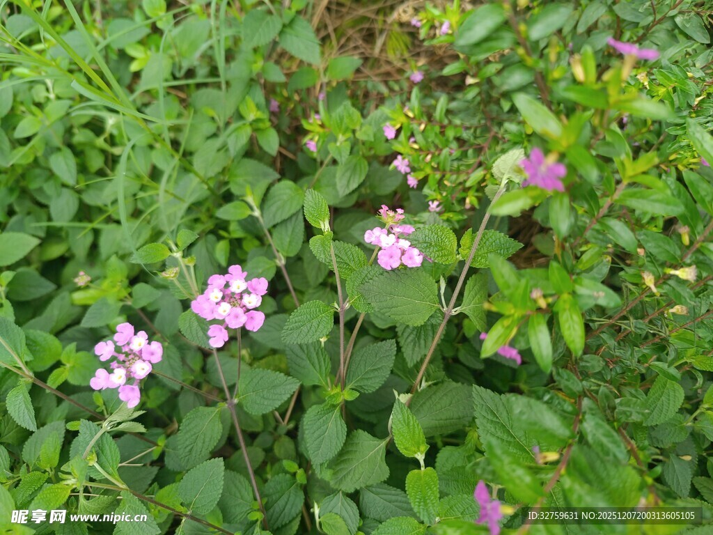绿叶丛中的粉色小花