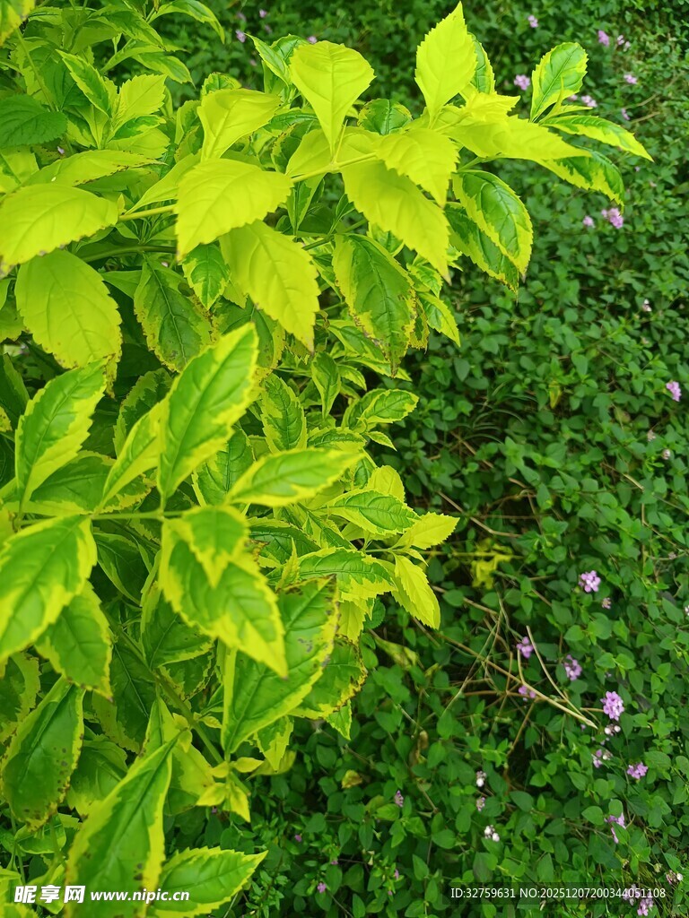 翠绿鲜亮的植物叶片