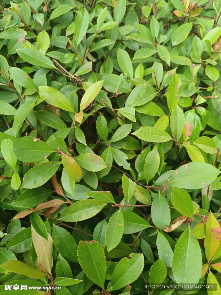 翠绿繁茂的叶片植物