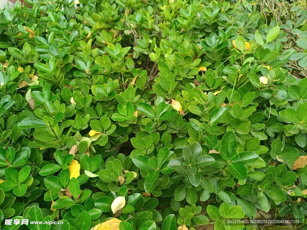 翠绿植物中的黄色果实