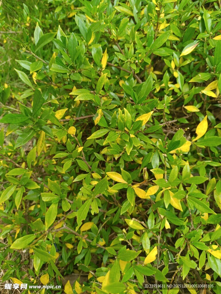 绿叶间的黄色植物