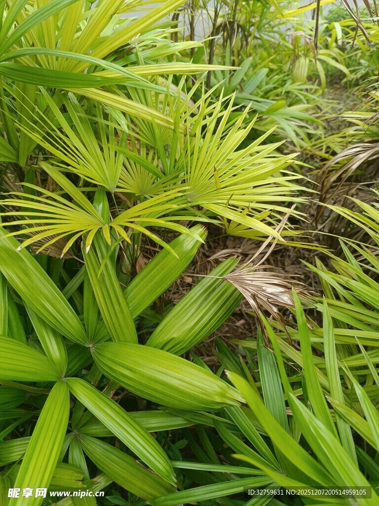 翠绿繁茂的热带植物景观