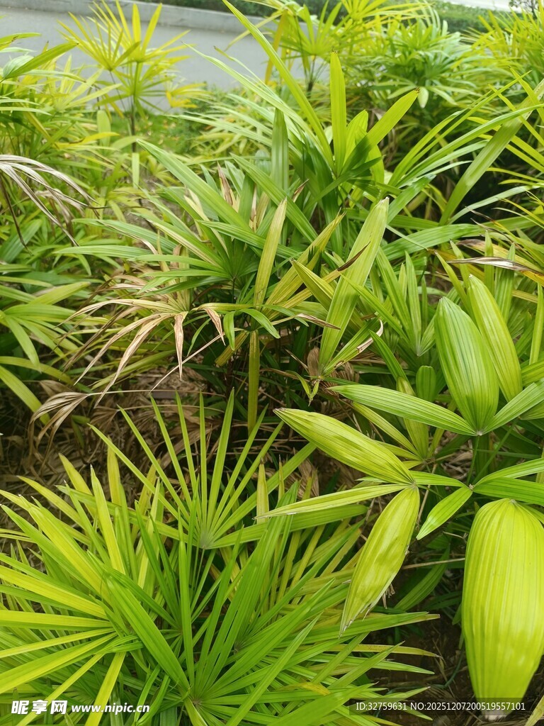 翠绿繁茂的多样绿植景观