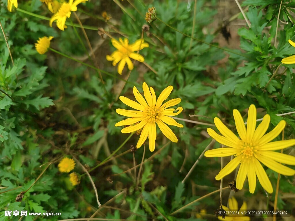 黄色小花绽放于绿叶间