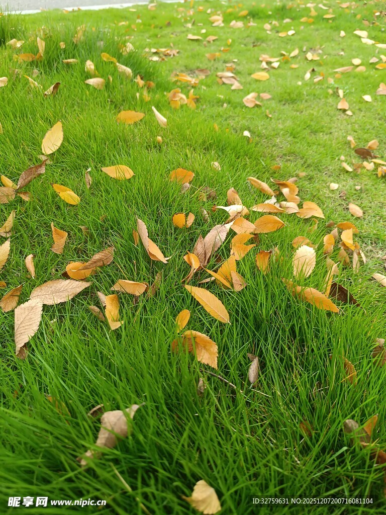 草地上的散落秋叶