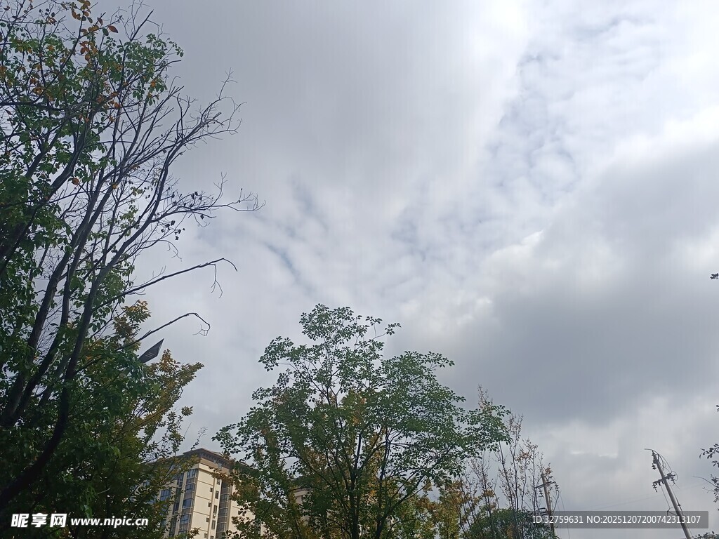 阴天时的树木与天空