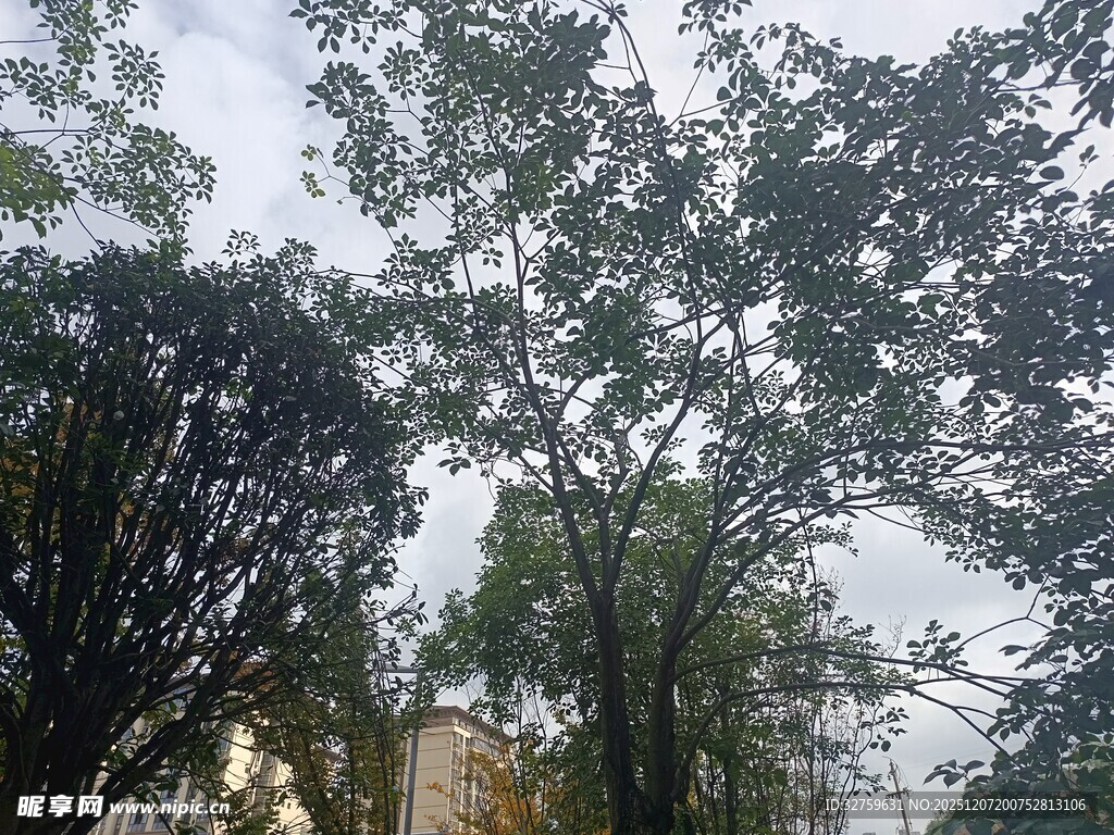 仰视繁茂树木与天空