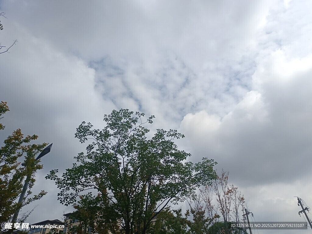 阴天时的树木与天空