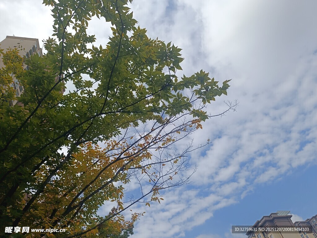 仰望蓝天绿树间的景致