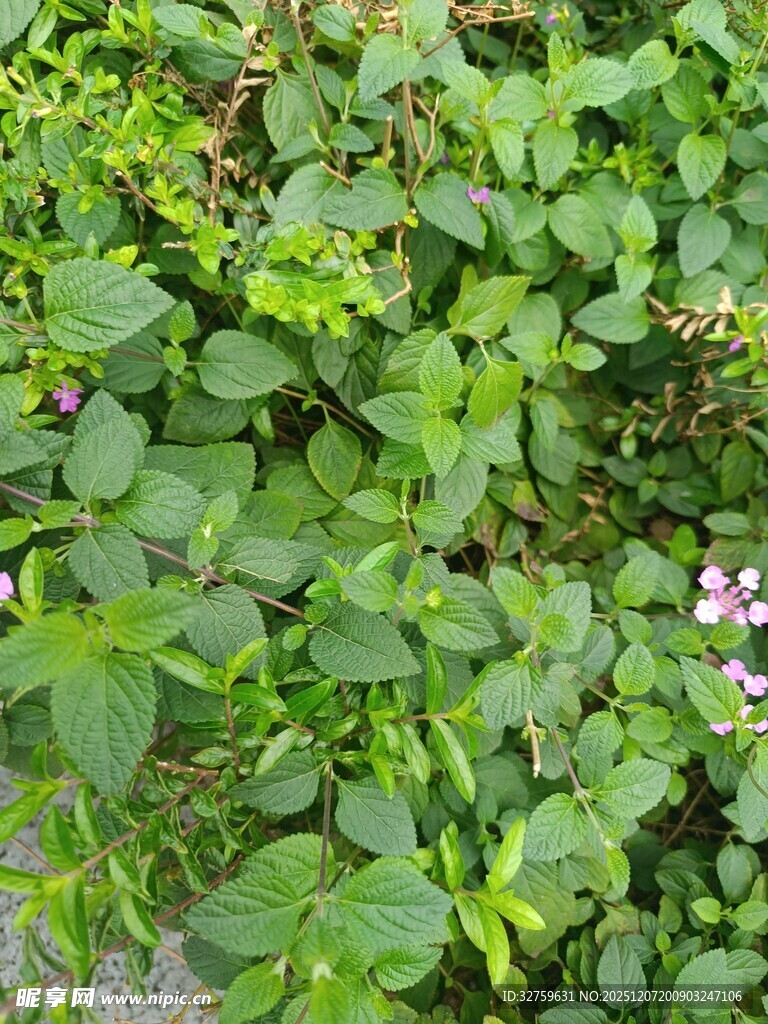 繁茂绿植中的紫色小花