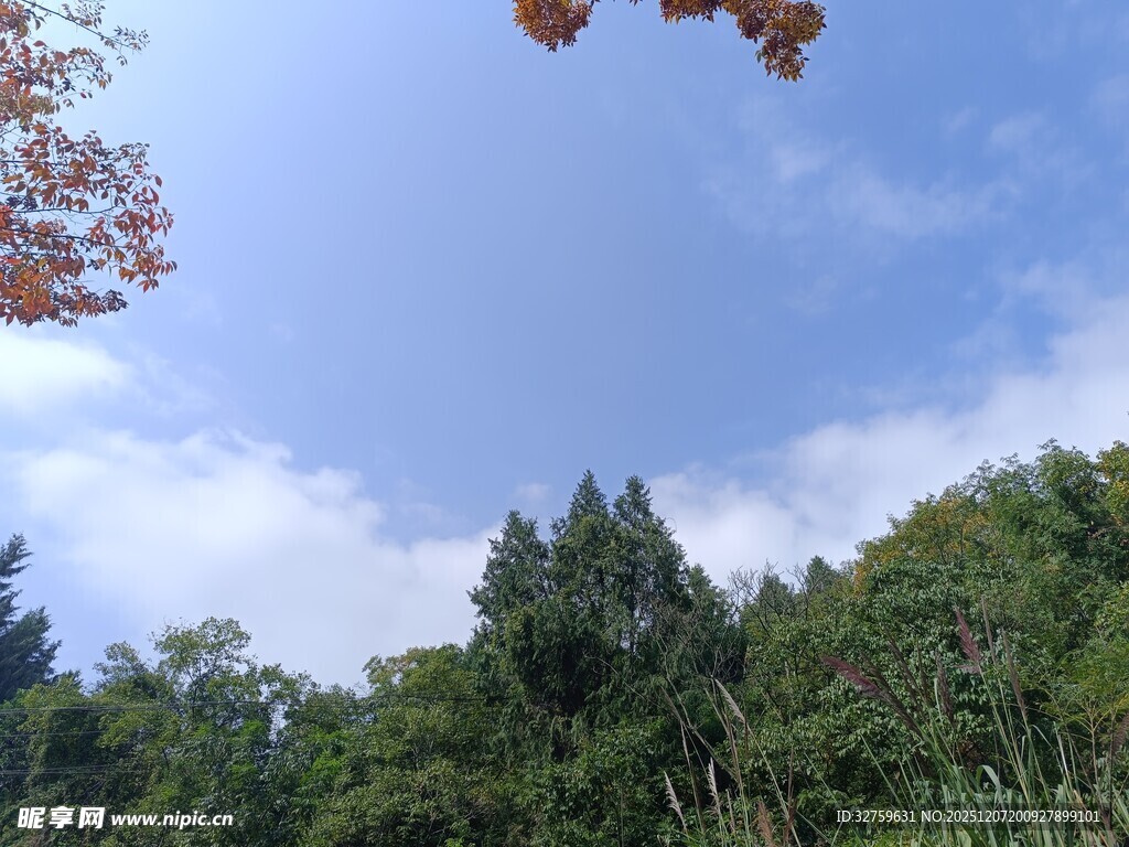 蓝天绿树风景图