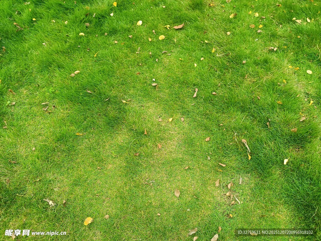 翠绿草地及散落叶片