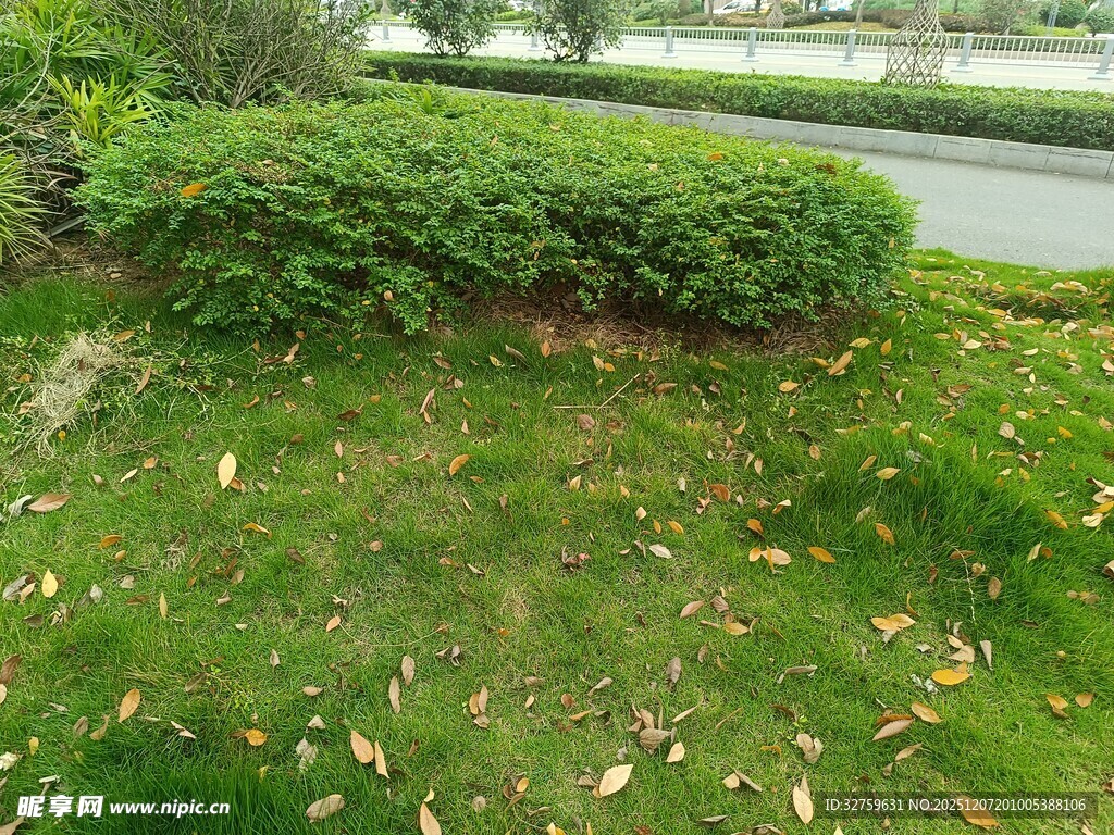 路边绿意盎然的灌木与草地