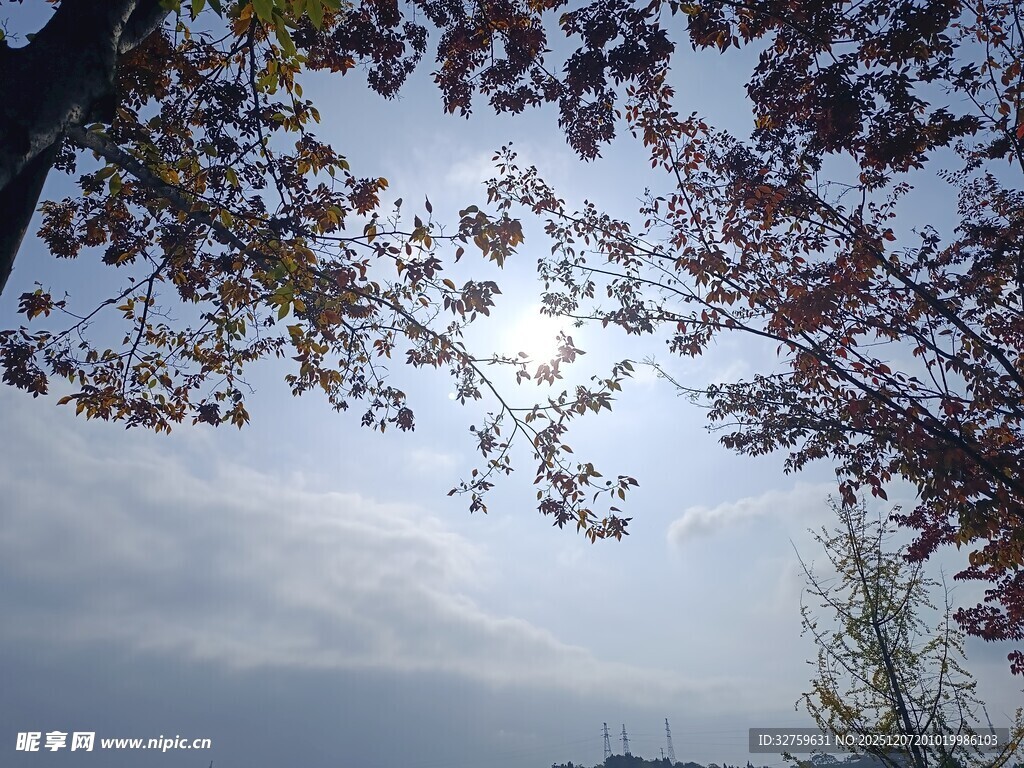 秋日树梢间的斑驳阳光