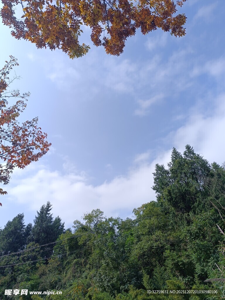 秋日林间天空景致