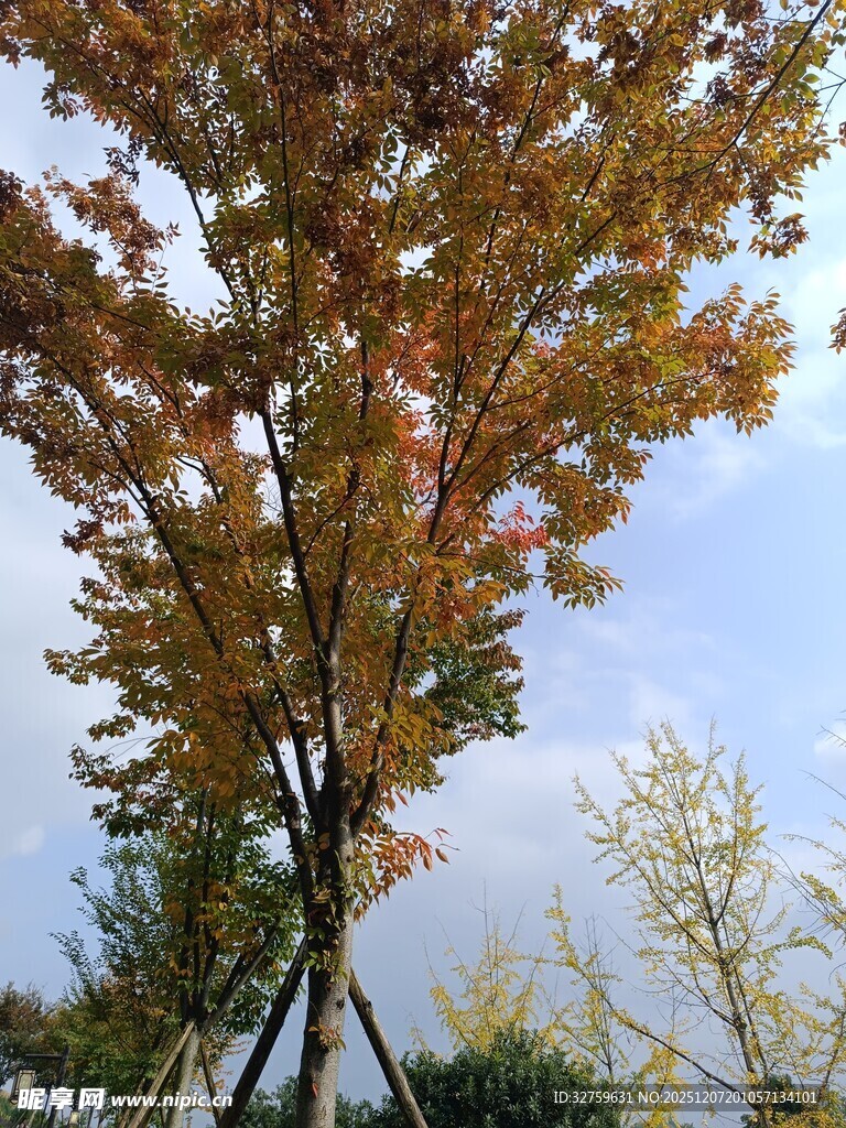 秋日斑斓树木景致