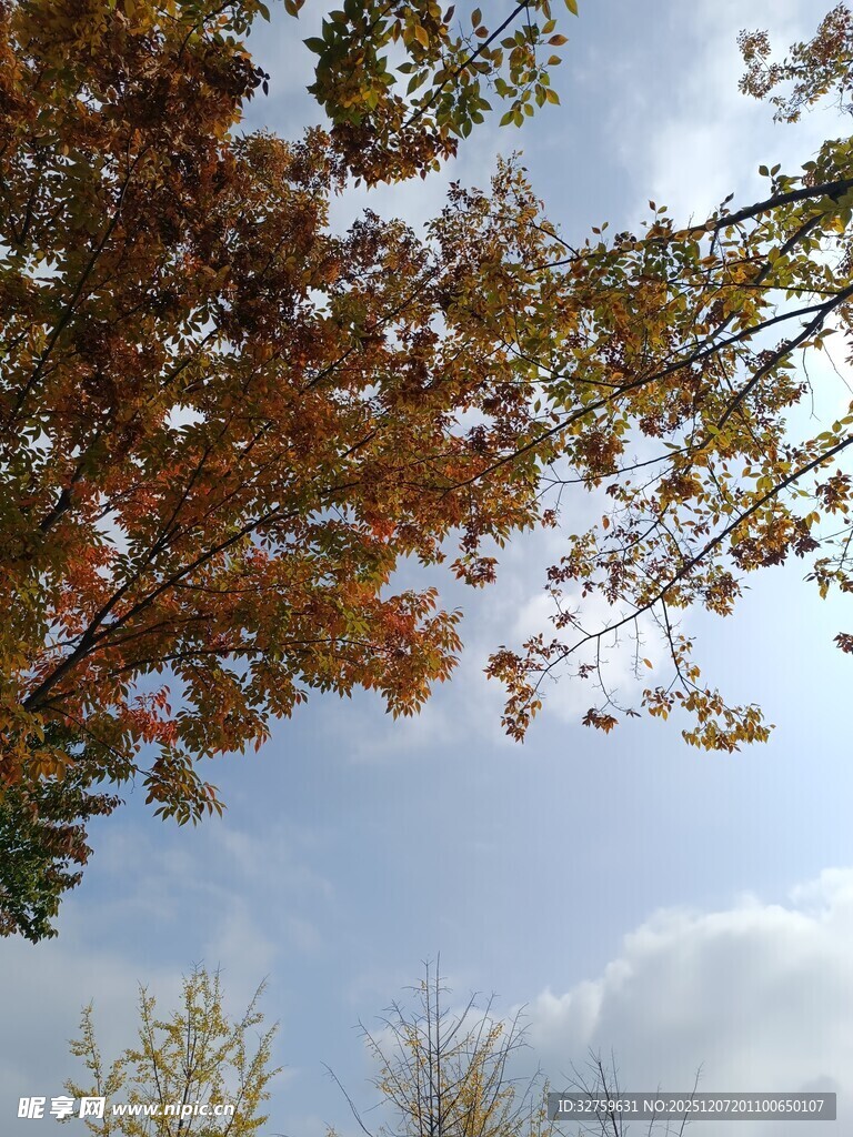 秋日树梢与蓝天白云