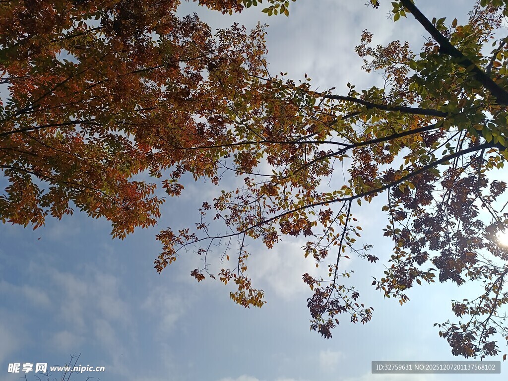 秋日树梢与蓝天景致