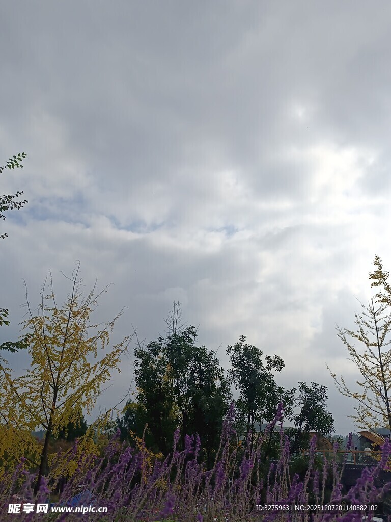 薰衣草田上的多云天空