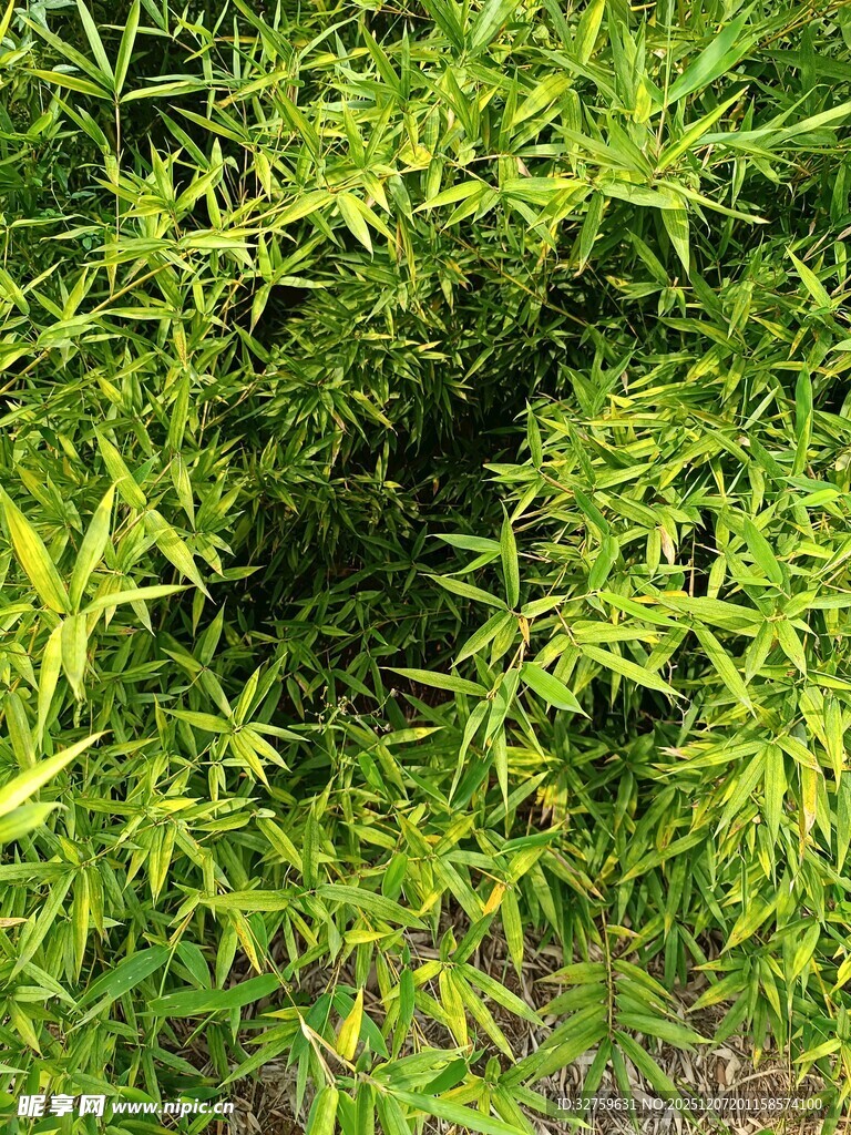 翠绿繁茂的植物枝叶