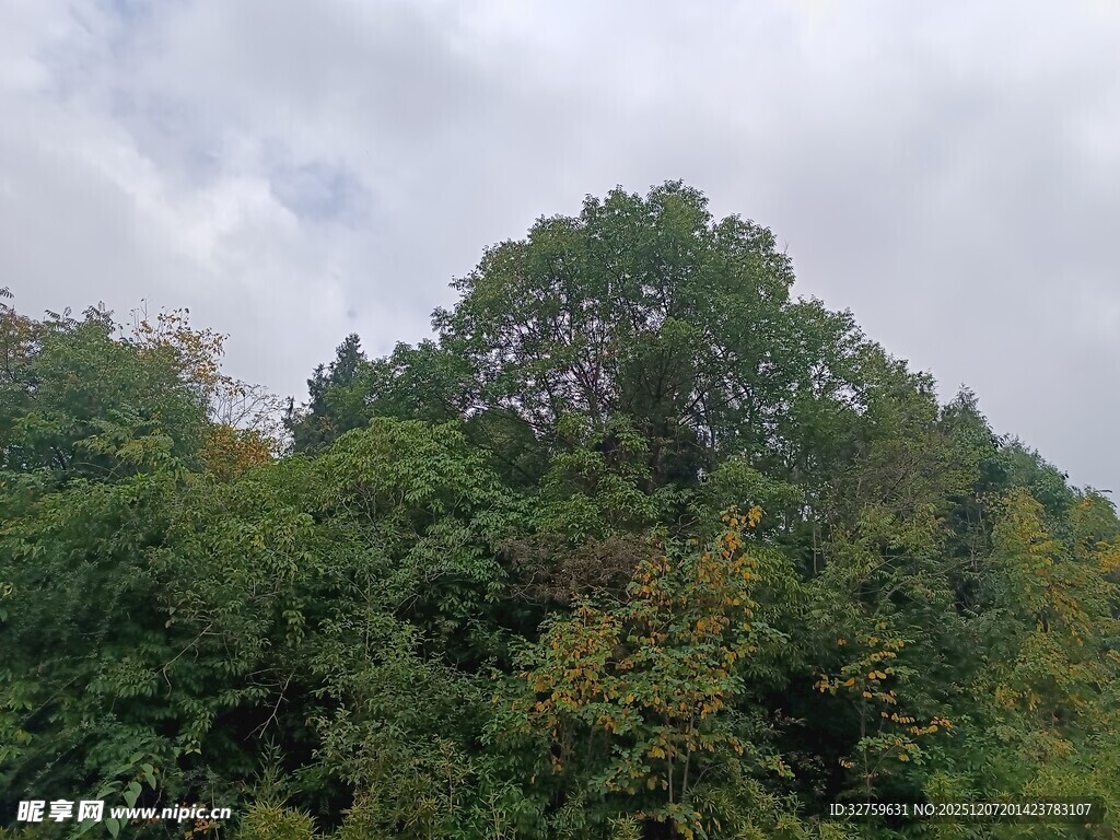 茂密山林绿意盎然