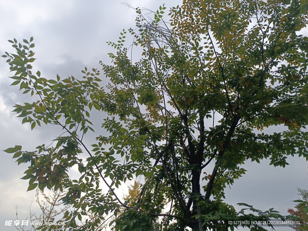 天空下的葱郁树木