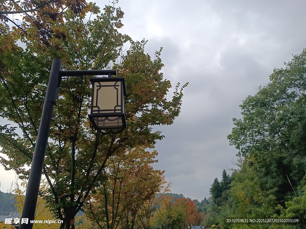 秋日路旁街灯与葱郁树木