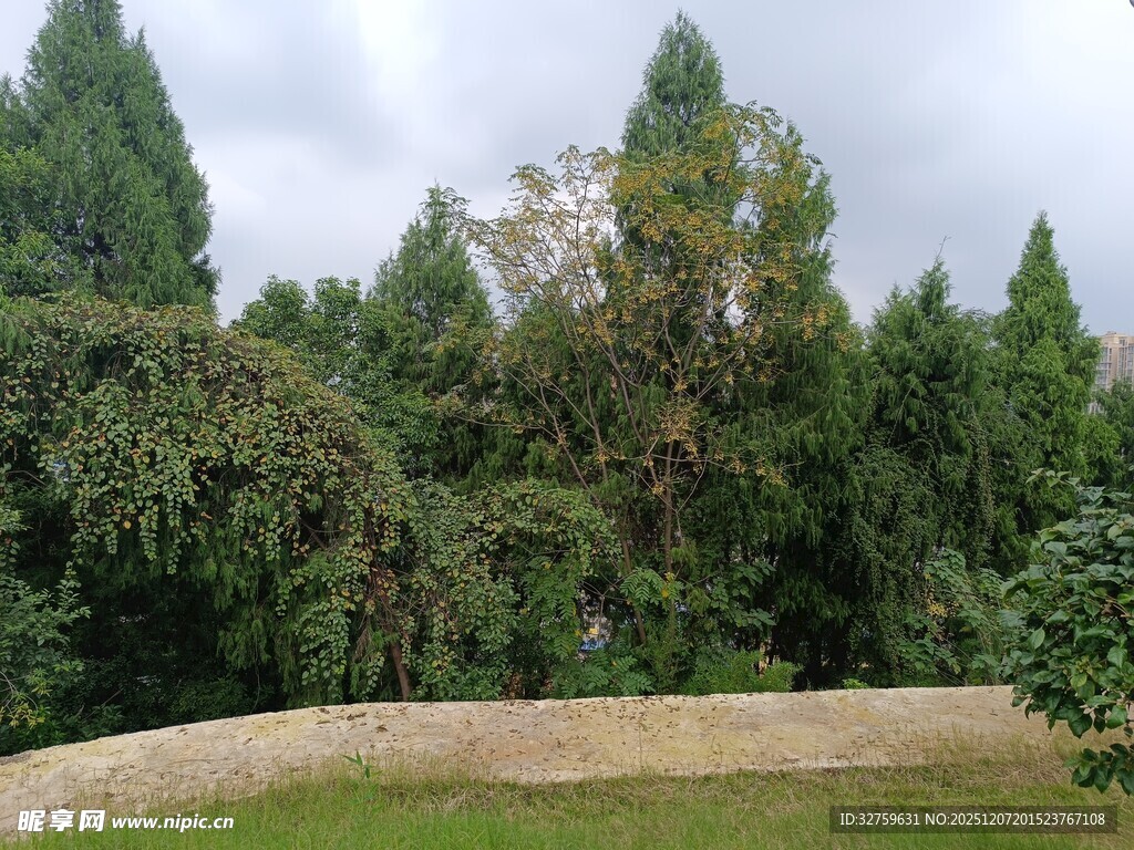 绿树环绕的开阔草地