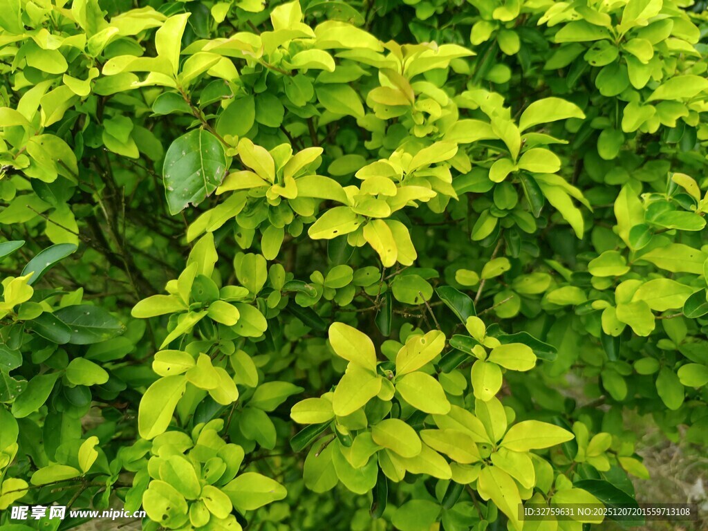 翠绿繁茂的清新植物