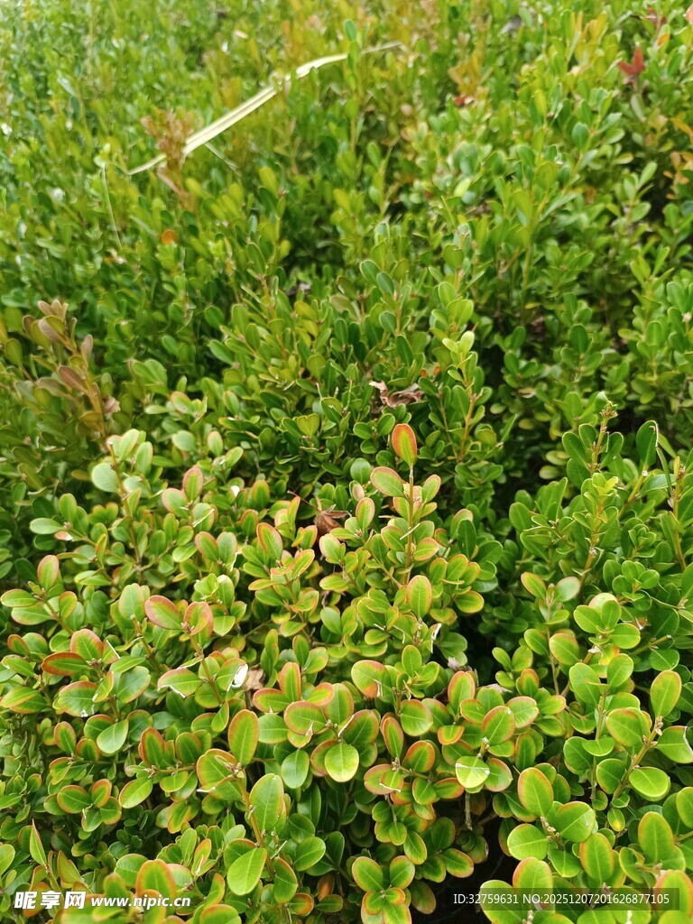 翠绿繁茂的多样植物景观