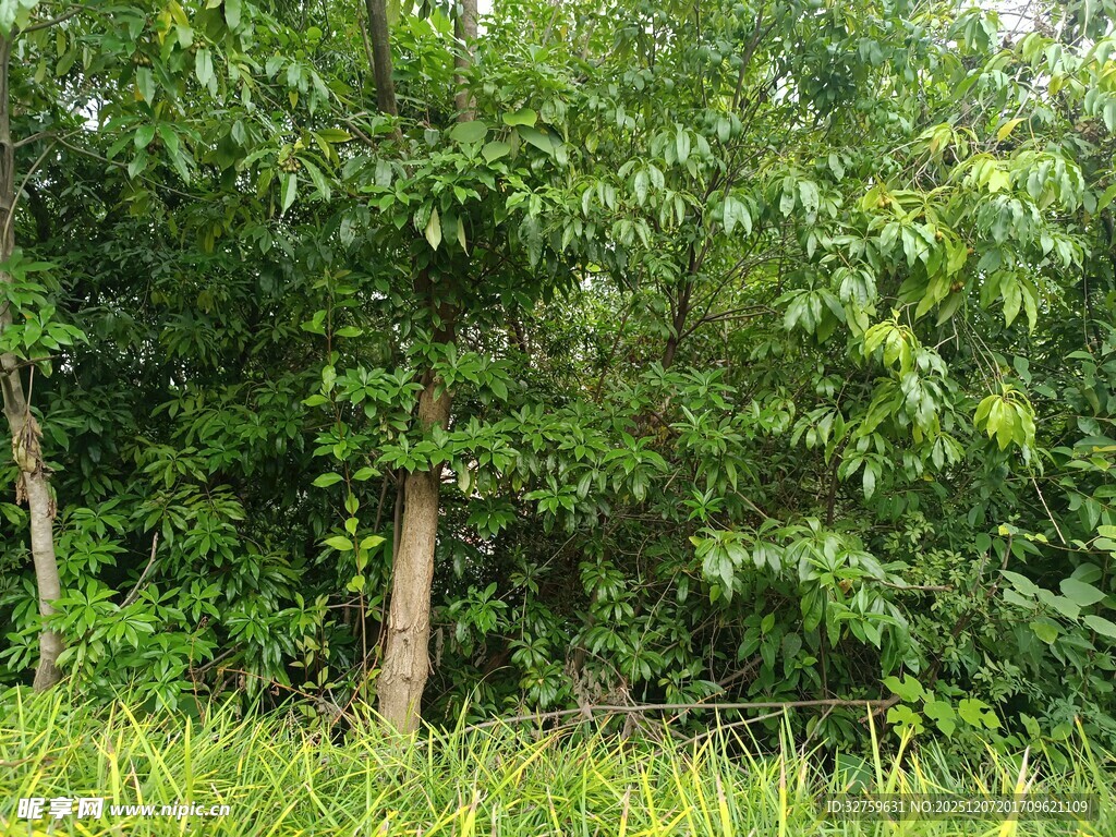 绿意盎然的树林景象