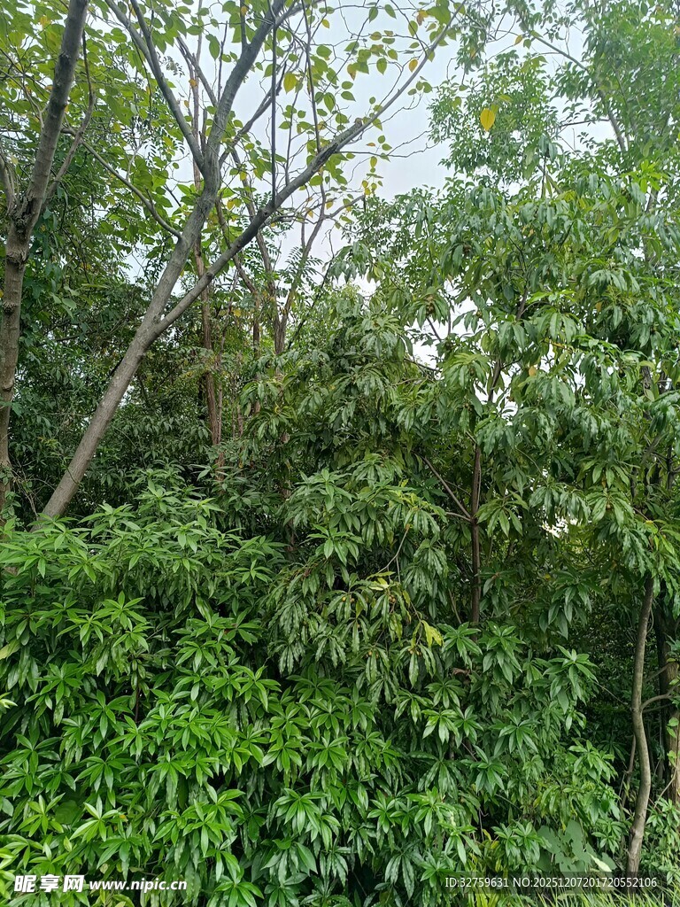 茂密丛林绿意盎然