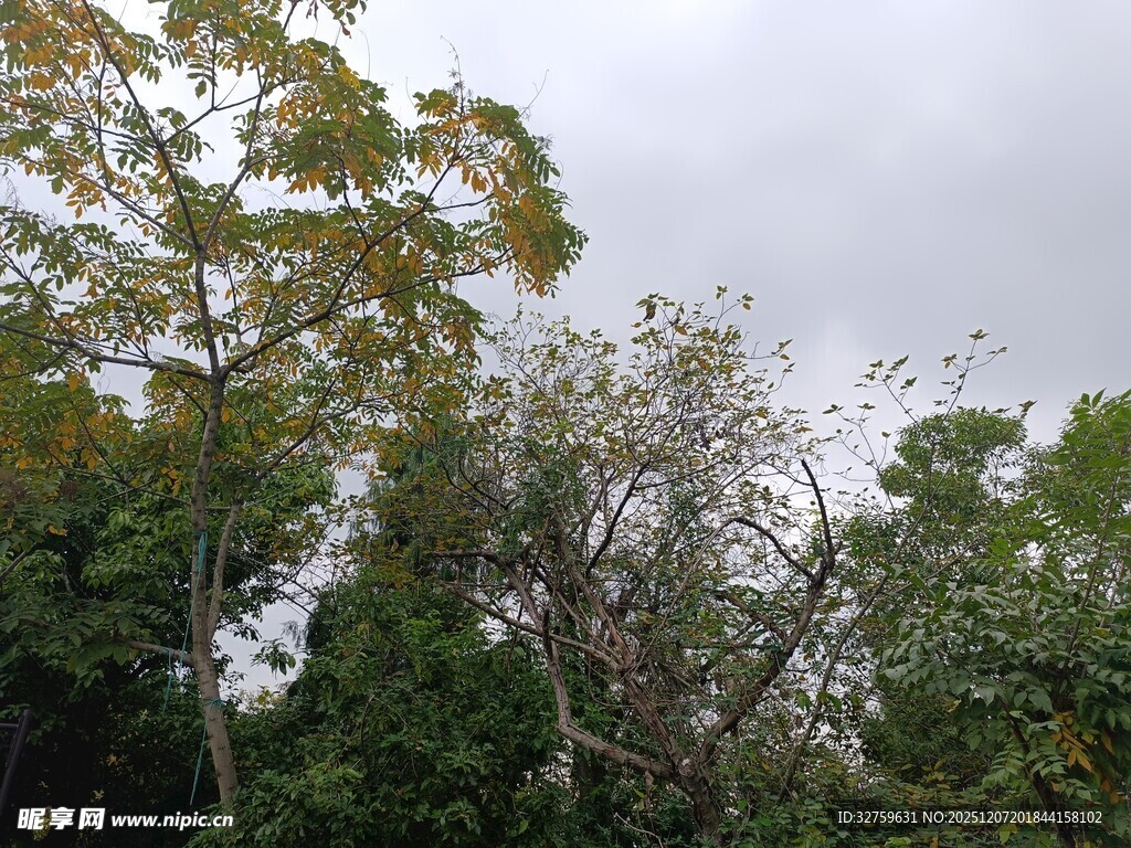阴天中的繁茂树林