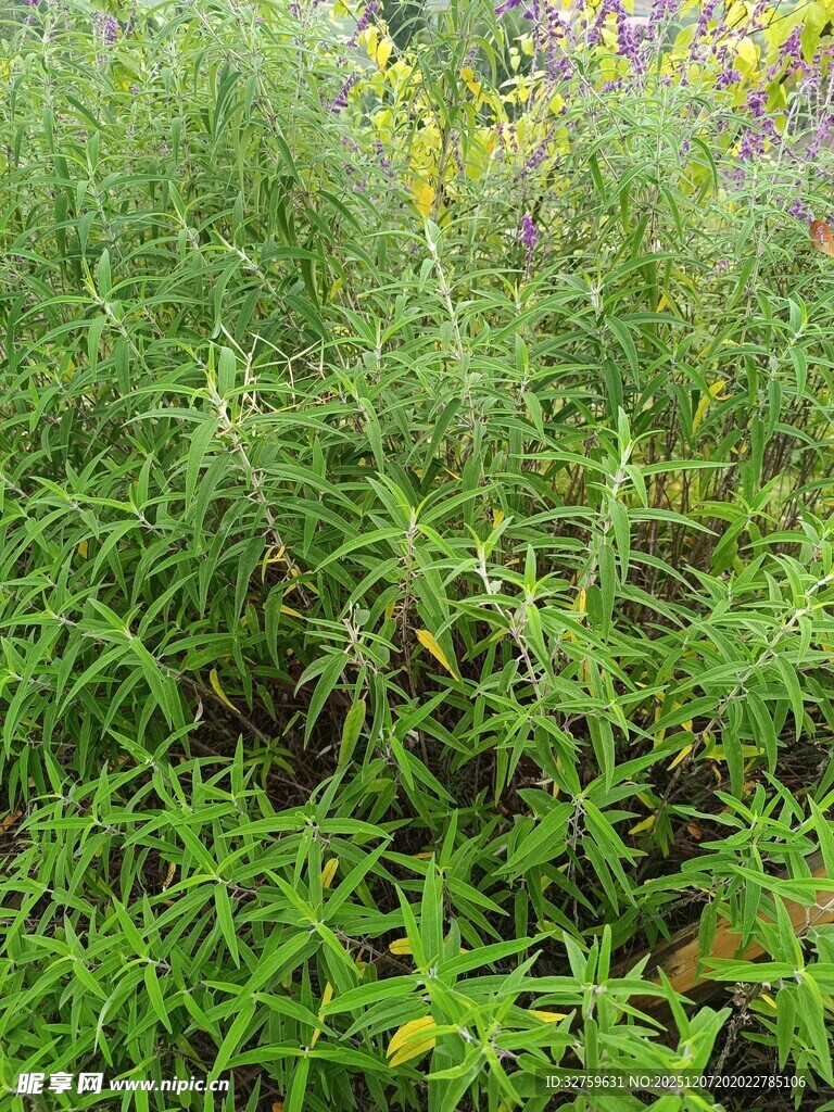 茂密的绿色野生植物景观