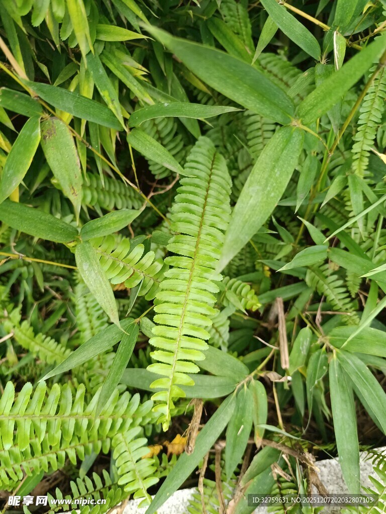 翠绿蕨类植物生机勃勃