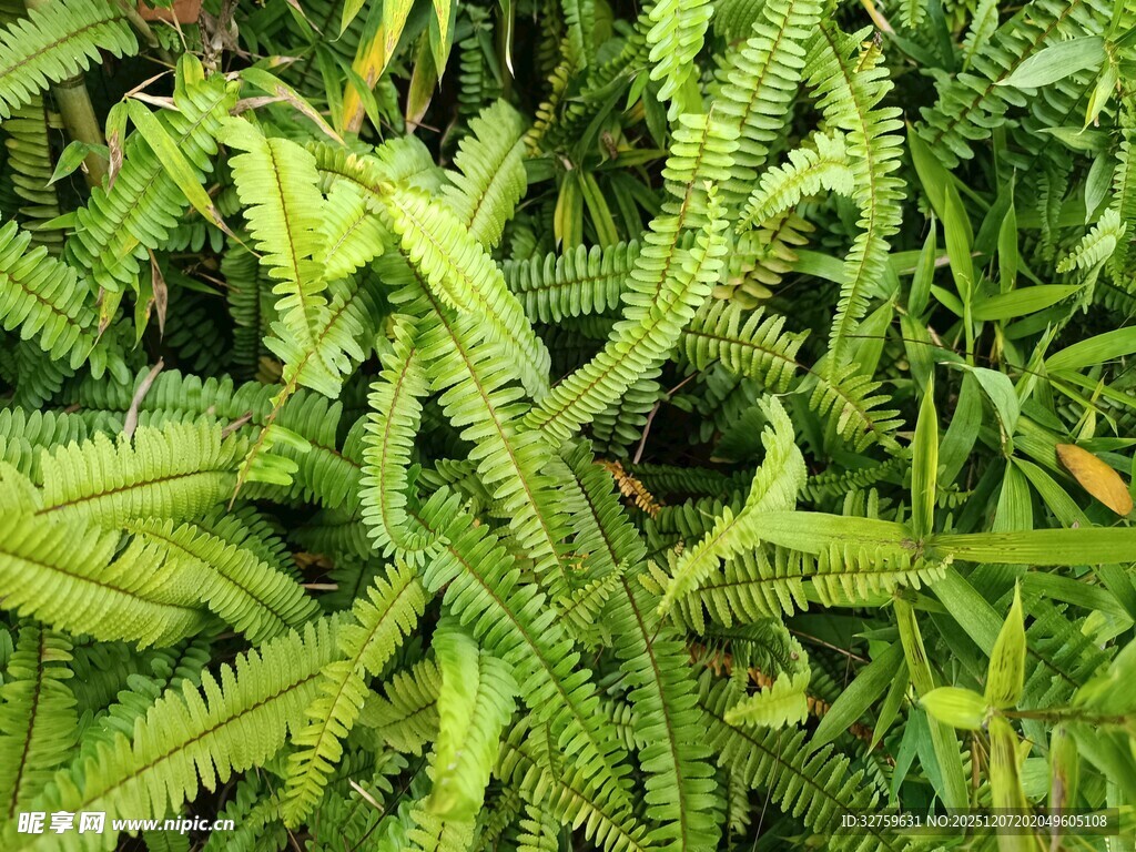 翠绿蕨类植物叶片特写