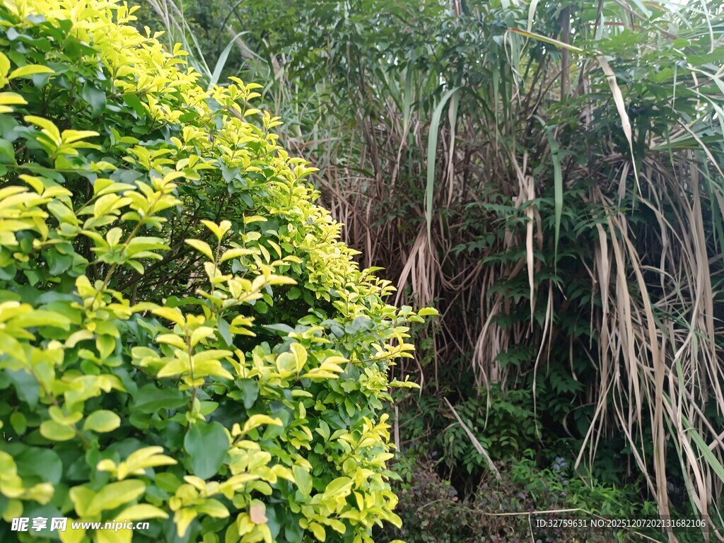 黄绿植物与高草景观