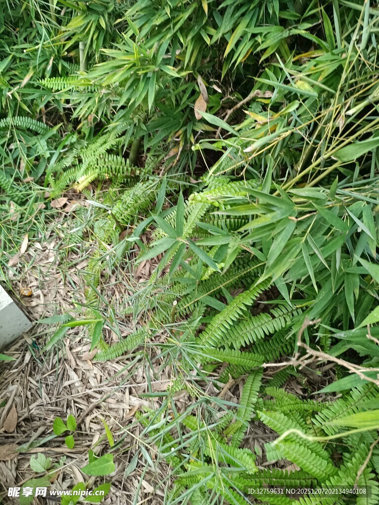 野外繁茂的绿色植物景象