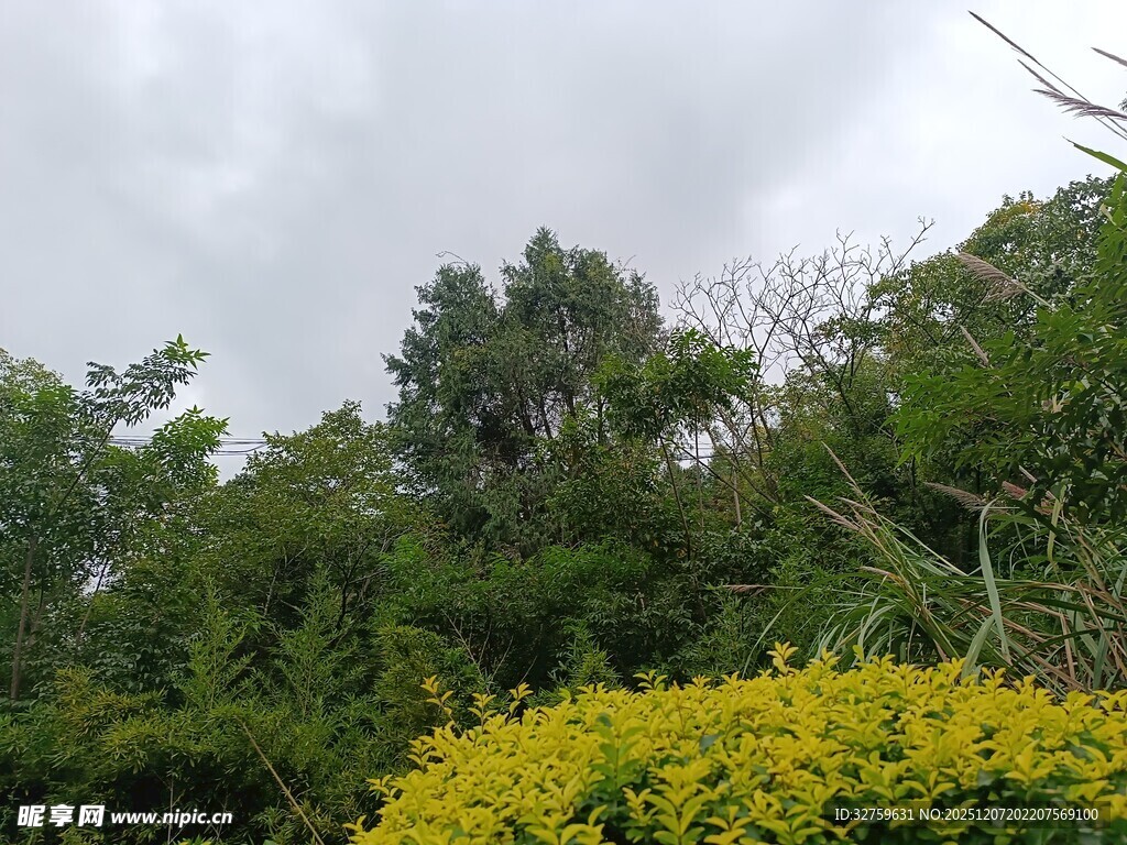 繁茂绿植间的明艳黄花