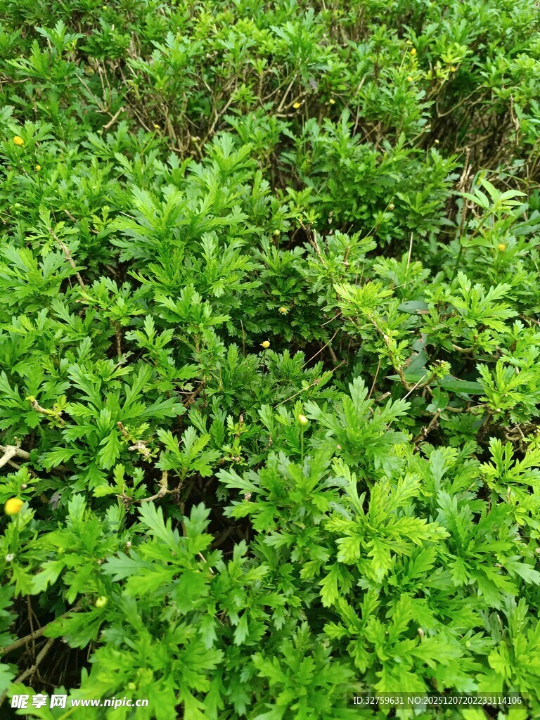 翠绿繁茂的植物景观